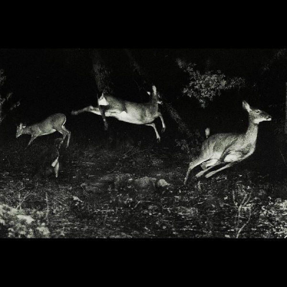 Wordcolour - Trees Were Buzzing, And The Grass (2022) - Limited Vinyl