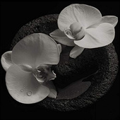 Mike Patton & Jean-Claude Vannier - Corpse Flower (2019) - Vinyl