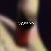 Swans - Photographs & Letters 