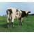 Pink Floyd - Atom Heart Mother (2016 Version, Edice 2025)