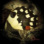 Ossicles - Music For Wastelands (2015) 